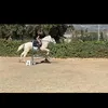 daria_jumping_equestrian