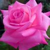 farihaimran60