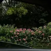 shahdgt29