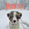 sheldon_life