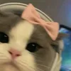 ntuyetdangiu3