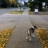 greendoggy12345