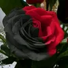 fouadbarbero2