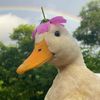 beduck_namsai