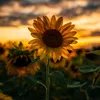 sunflower71000