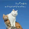 userbasharat.khan