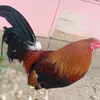 jundayoncarpio