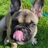 theduardo_the_dog