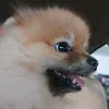brian_kurtev