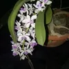 tantruong.68.e1