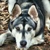 laylatheawesomedog