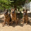 onyx.and.the.gsd.trio