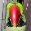 kiwithechillbirb