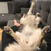 dessiebellameshmesh