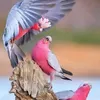 mosabmohammad27