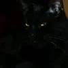 tatoottiktok