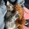 mazzi.thebobtail