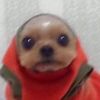 idk_what_to__username