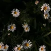 user1fqzcs0bw4