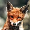foxyvorheez49