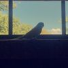 tootsie_roll_67