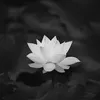 thuylinh4519840
