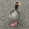 gooseplan