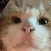 ntqa0_0