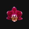 orchid_canvas