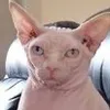 bald.cat.com