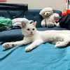 meomeucat