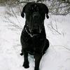 cane_corso_arnold