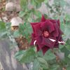 rosemary_20231
