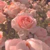 _allygem