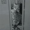 nomashqul47