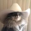 fer_el_gato_ranchero