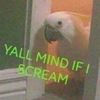 yallmindifiscreamm