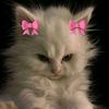 salma.ahmed26432