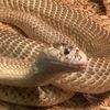 sophialobio