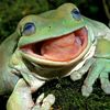 frogsoup23