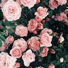 pinkyflaw17