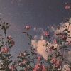 lauryn428