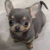 boopboppopwop
