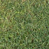 freshly_cut_grass1