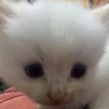 shakirr72