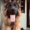 zero_the_german_sheperd