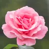 hina2671
