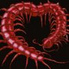 centiped3eater