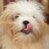butterbubblesblossom