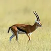 shairzaman.dotani